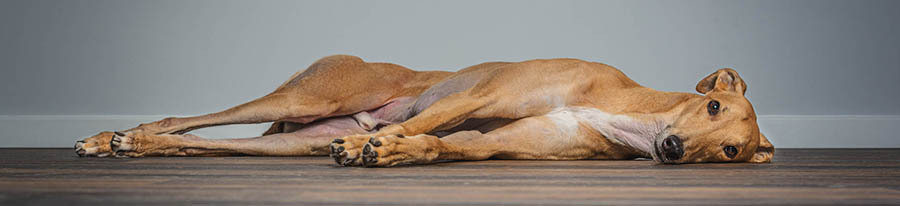 Greyhound in the studio - dog photography Cheshire