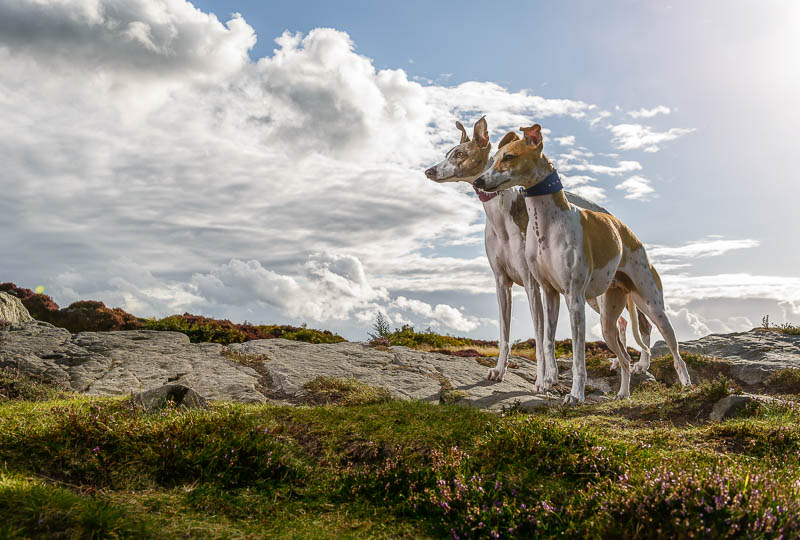 North Wales Dog Photographer - Lead Removal - After