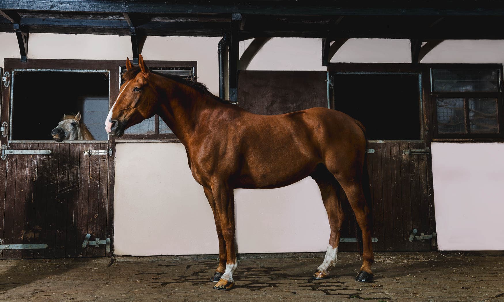 Eventing horse in stables - Photographer North Wales
