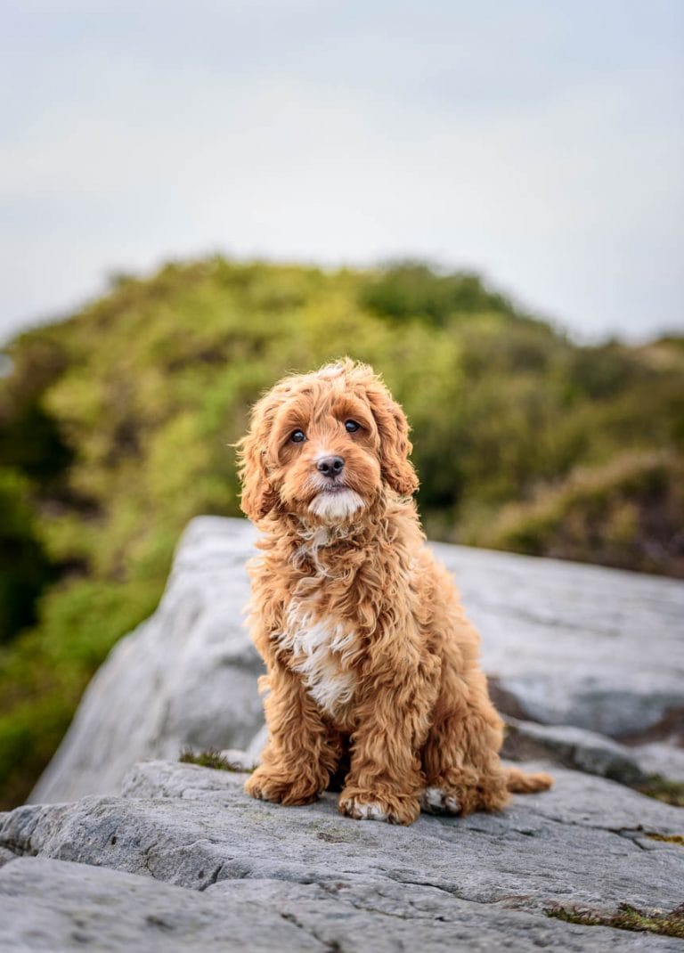 Shropshire Dog Photographer - CockerCavaPoo Puppy