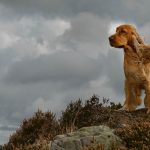 Cheshire Dog Photographer - Show Cocker Spaniel