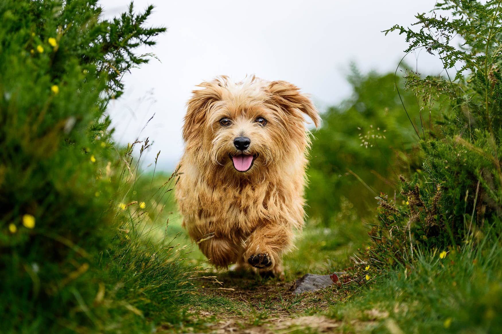 Derbyshire Dog Photographer - Norfolk Terrier