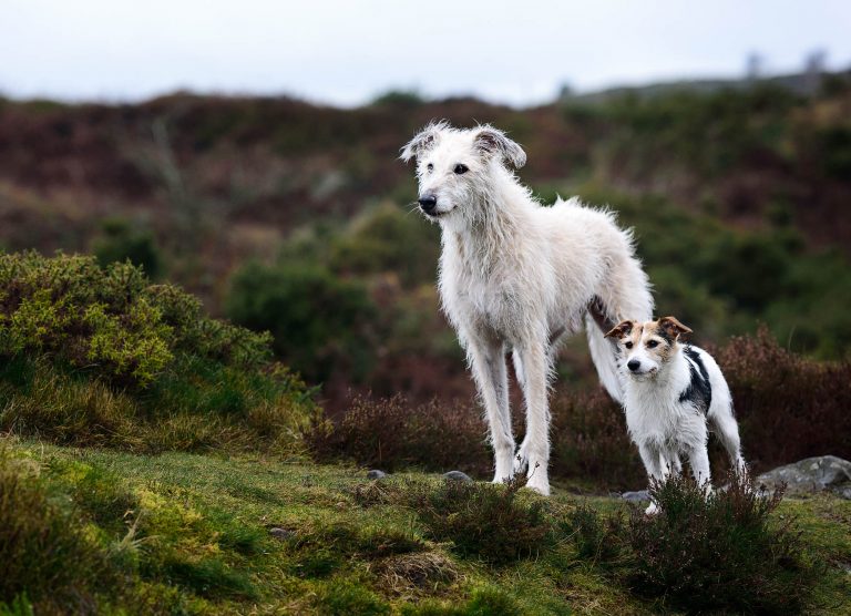 Wirral Dog Photographer - Jack Russell and Lurcher