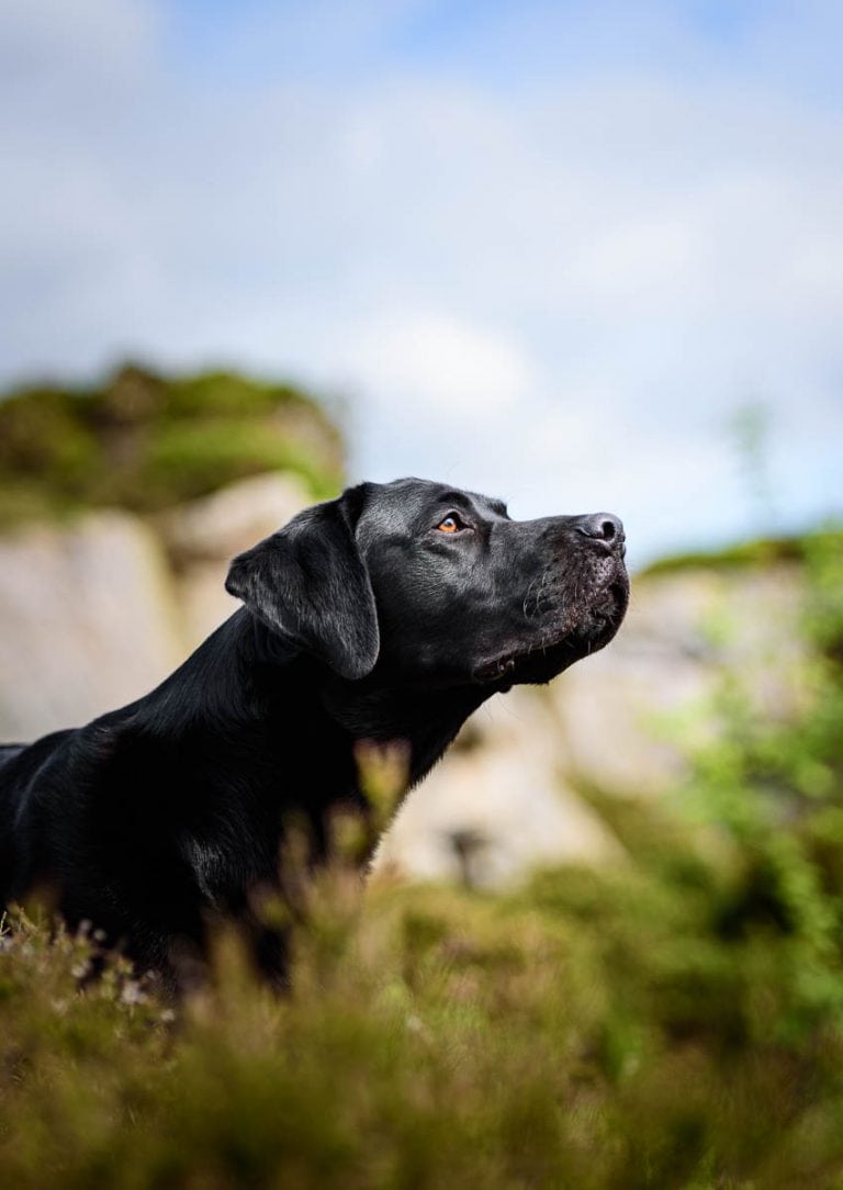 North Wales Dog Photographer - Working Black Labrador