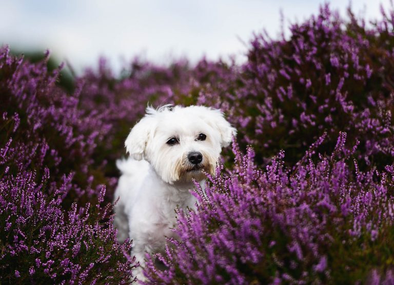 Wrexham Dog Photographer - Maltese Terrier