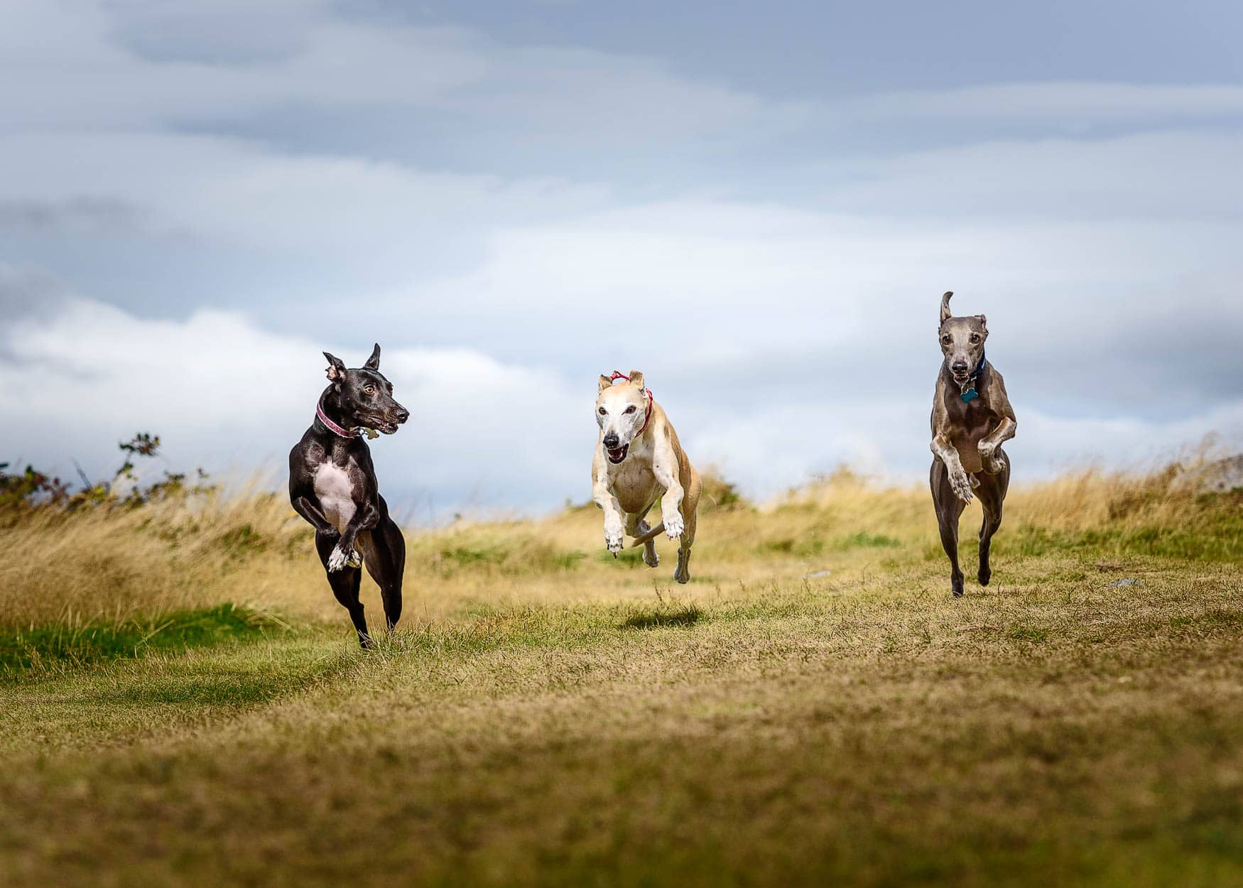 Cheshire Dog Photographer - Three Whippets playing with each other
