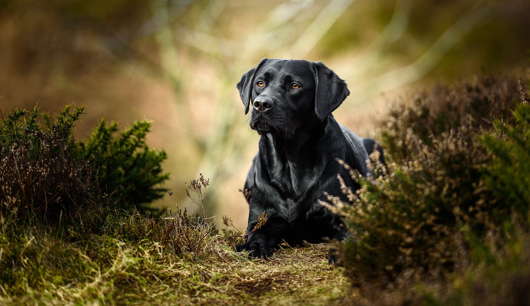 Cheshire Dog Photographer - Working Black Labrador
