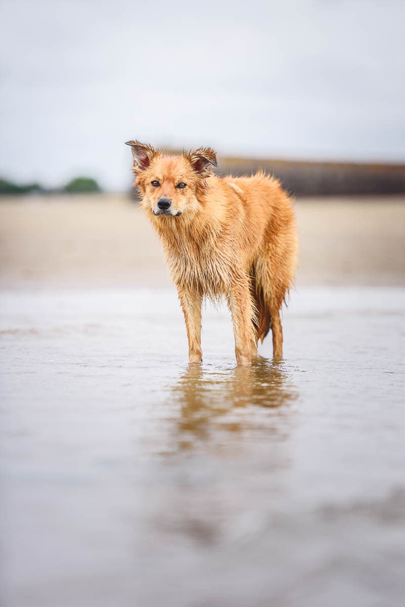South Wales Dog Photographer - Working Welsh Collie