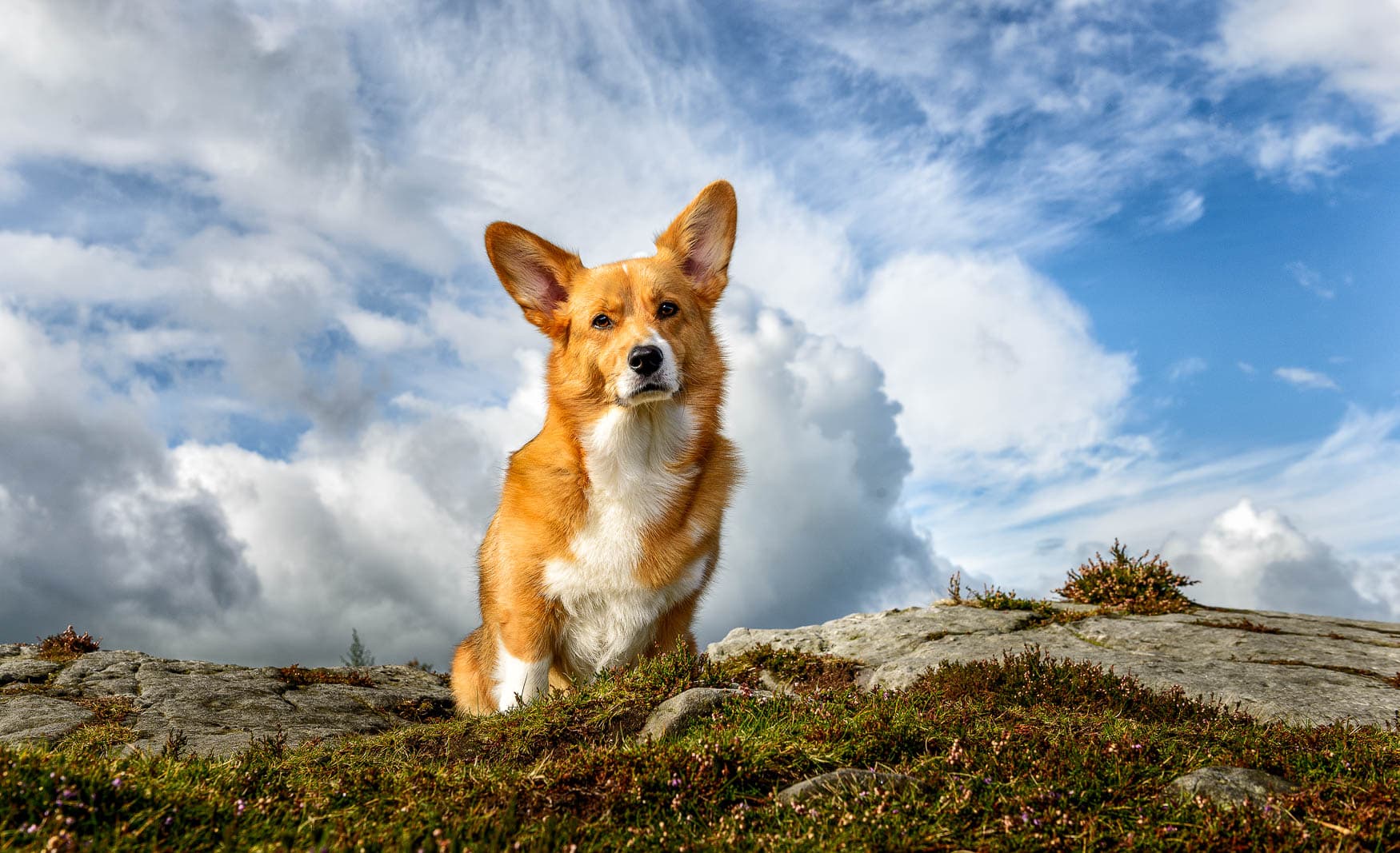 Corgi location dog photography in Cheshire and North Wales