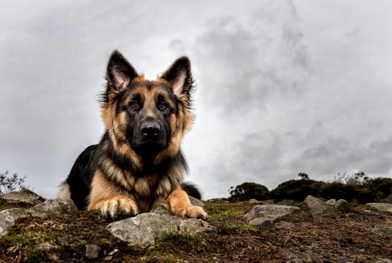 Cheshire Dog Photographer - German Shepherd Dog puppy