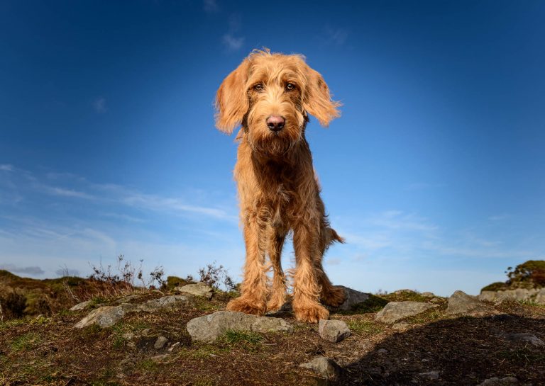 Shropshire Dog Photographer - Labradoodle puppy