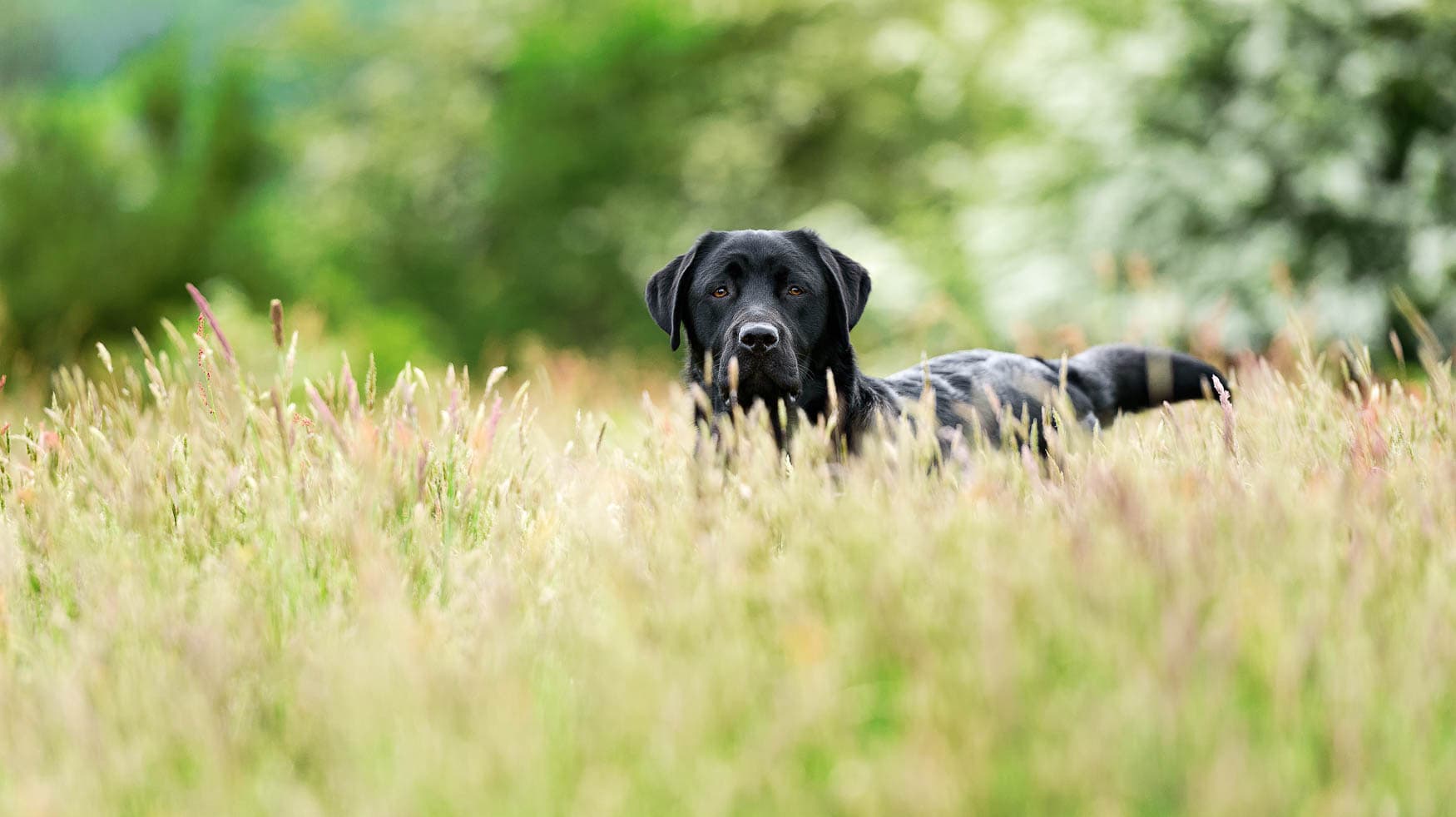 North Wales Dog Photographer - Black Working Labrador Puppy