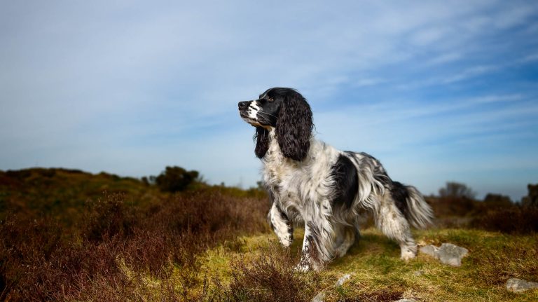 Shropshire Dog Photographer - Working Black and White English Springer Spaniel ESS