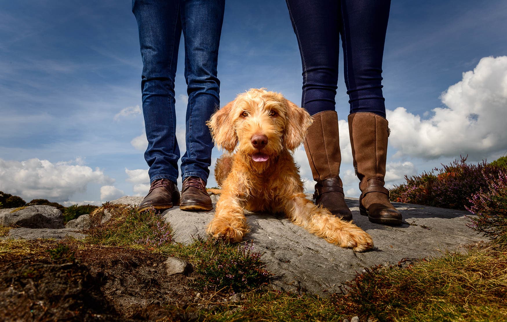 Manchester Dog Photography - Labradoodle puppy