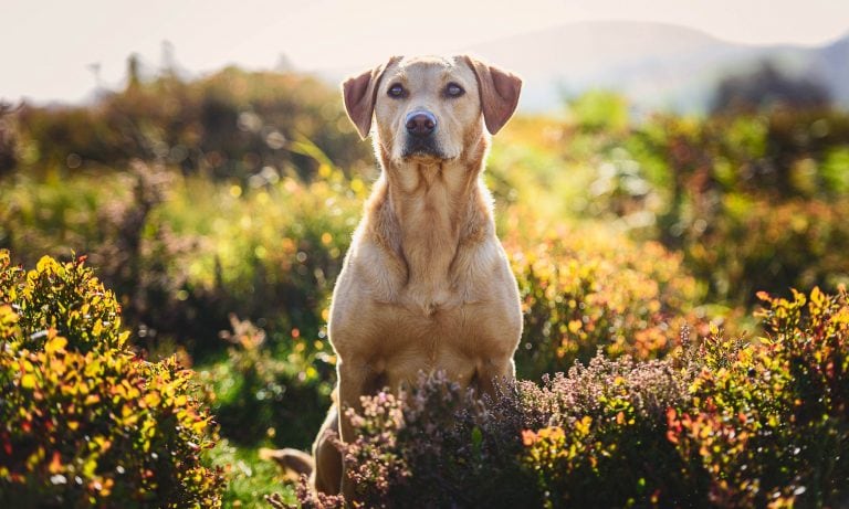 Wrexham Dog Photographer - Working Fox Red Labrador