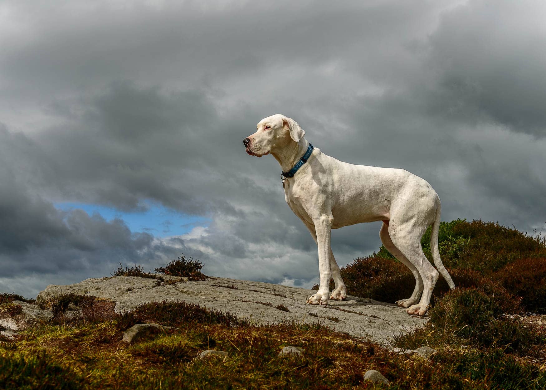 Shropshire Professional Dog Photographer - Senior Great Dane