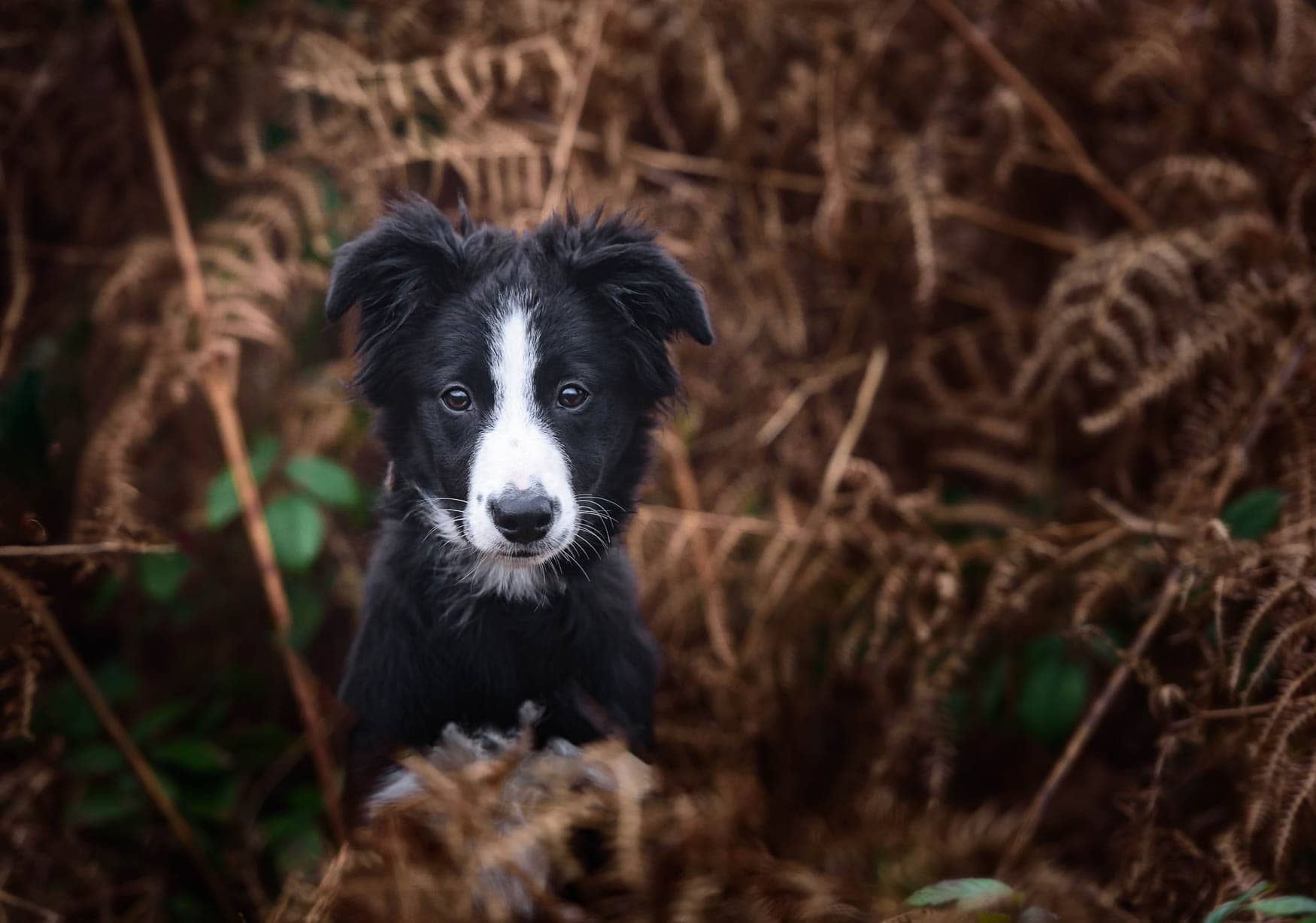 Cheshire Dog Photographer - Border Collie Puppy