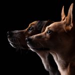 Studio fine art dog photographer North Wales - Jack Russell and JRT X