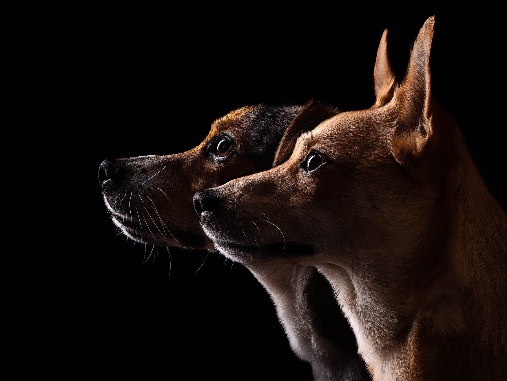 Studio fine art dog photographer North Wales - Jack Russell and JRT X