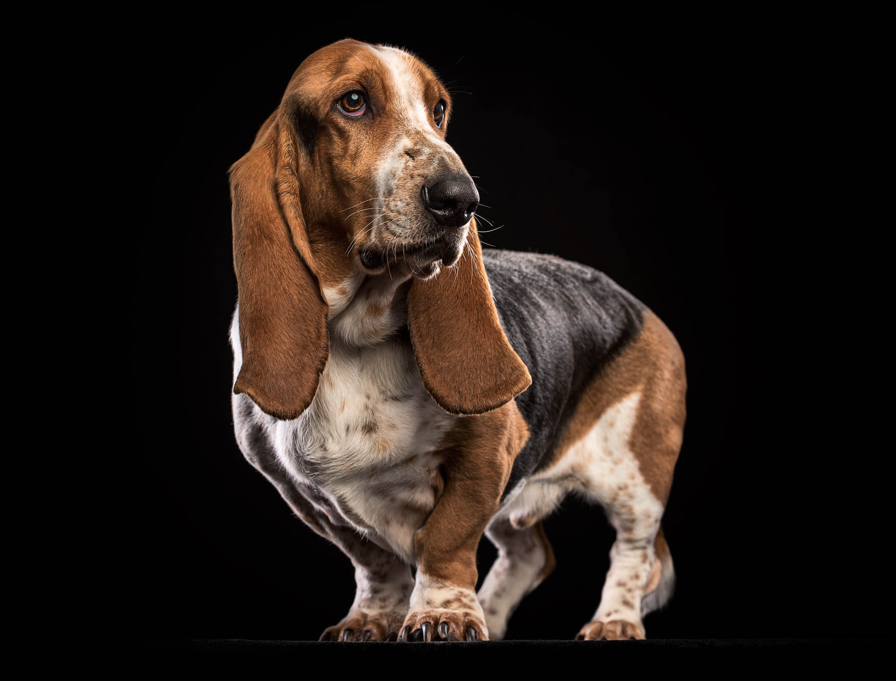 Studio fine art dog photographer Derbyshire - Basset Hound