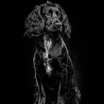 Studio fine art dog photographer North Wales - Working Cocker Spaniel puppy