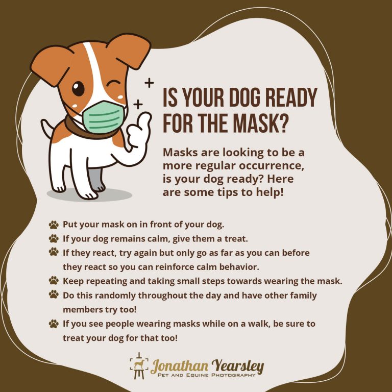 covid-masks-dogs-infographic