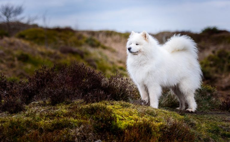 North Wales Dog Photographer - Samoyed