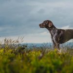 German Short-haired Pointer - GSP - Award winning location dog photography