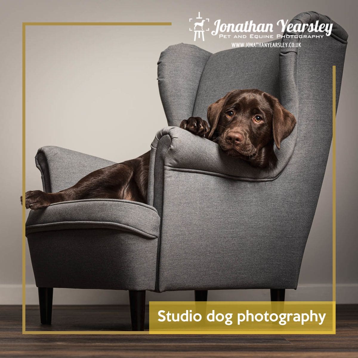 Studio dog photography blog header