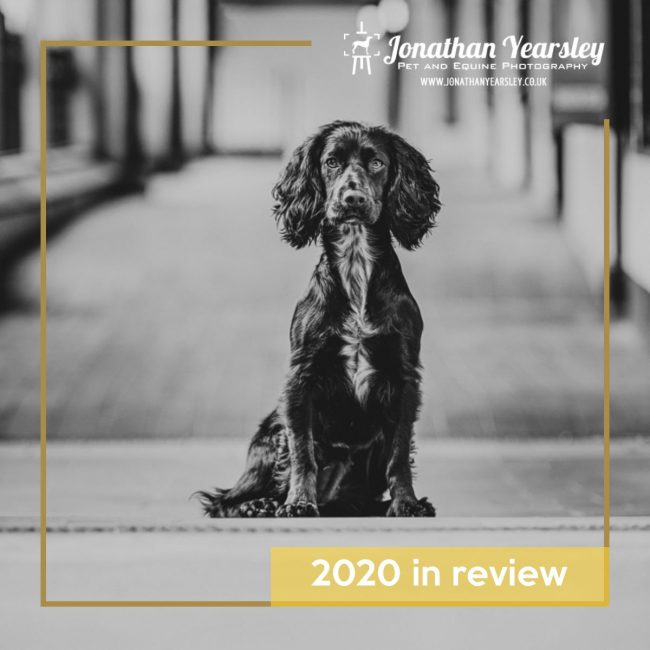 dog-photography-2020-in-review