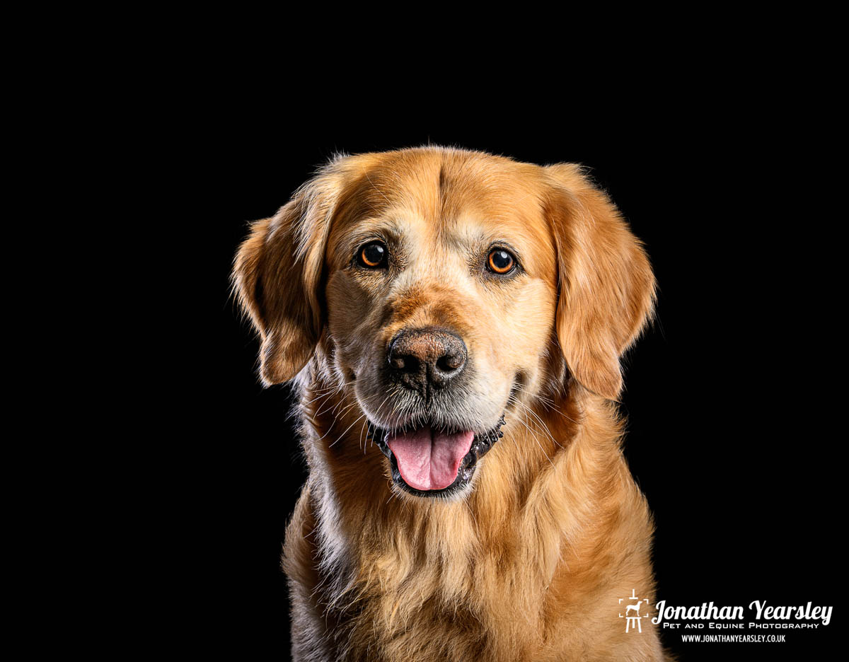 A golden retriever is sitting in front of a black background.