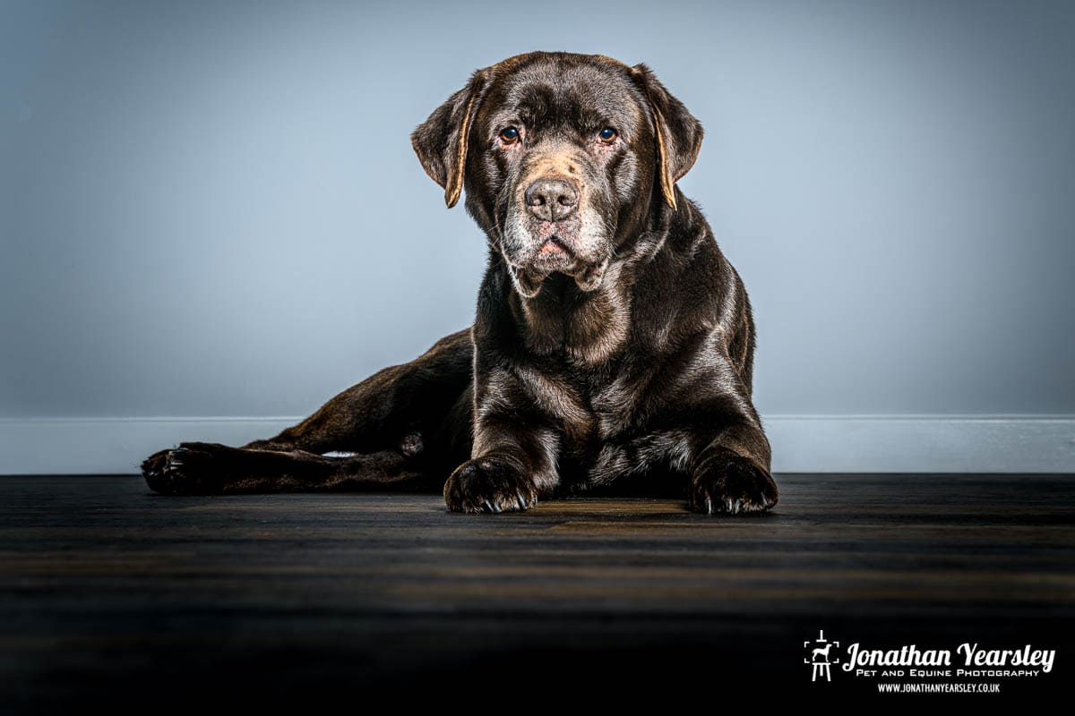 A chocolate Labrador lying on a wooden floor.