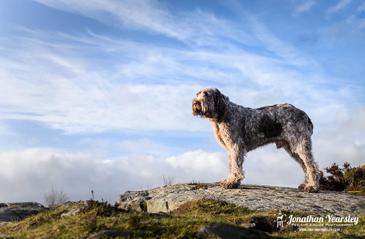 An Italian Spinone dog standing on top of a rock with a blue sky.