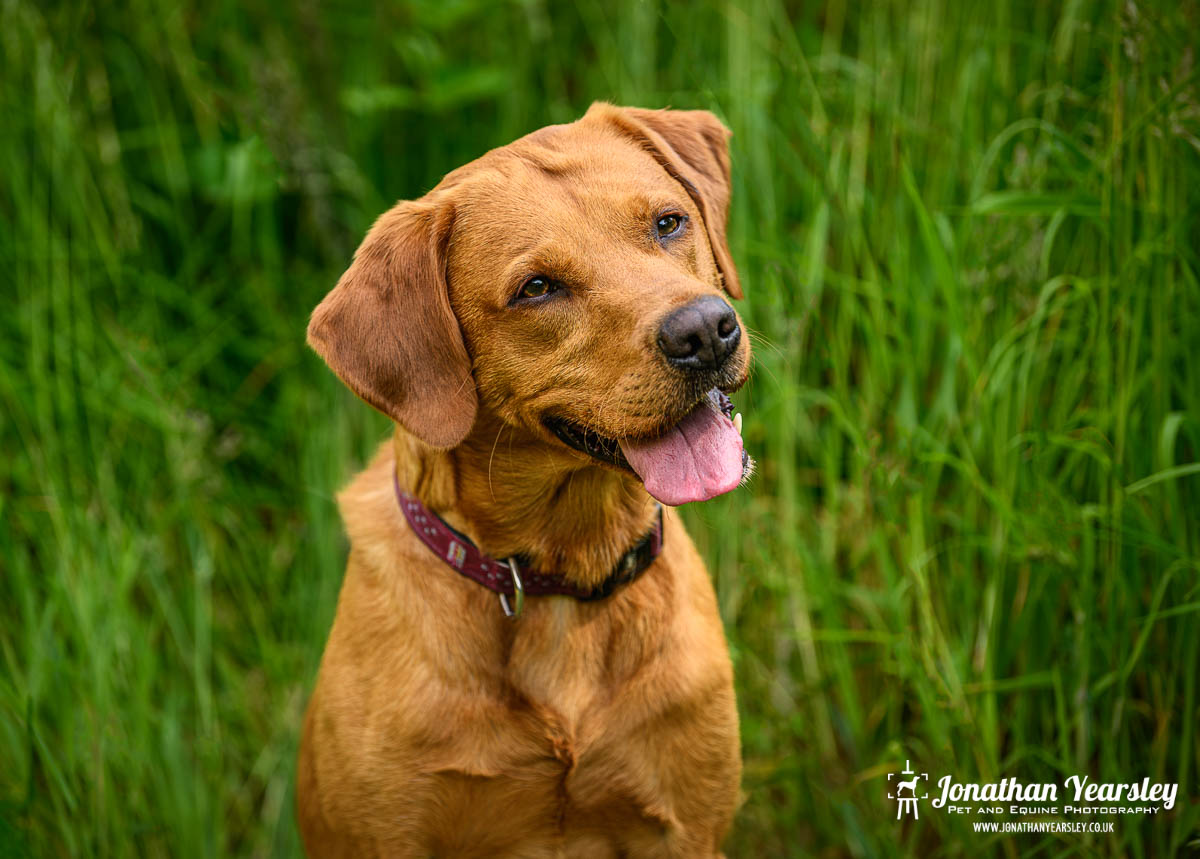 A Fox Red Labrador is standing in tall grass with a happy smiling face