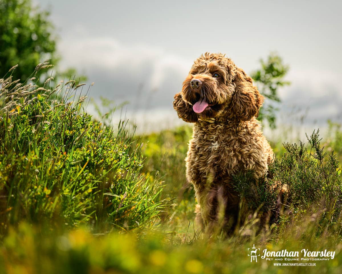 A golden brown Cockapoo dog is sitting in a field of tall grass.