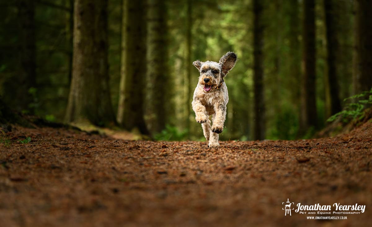 A golden Cockapoo dog running through a wooded area along a forested parth with trees either side of him