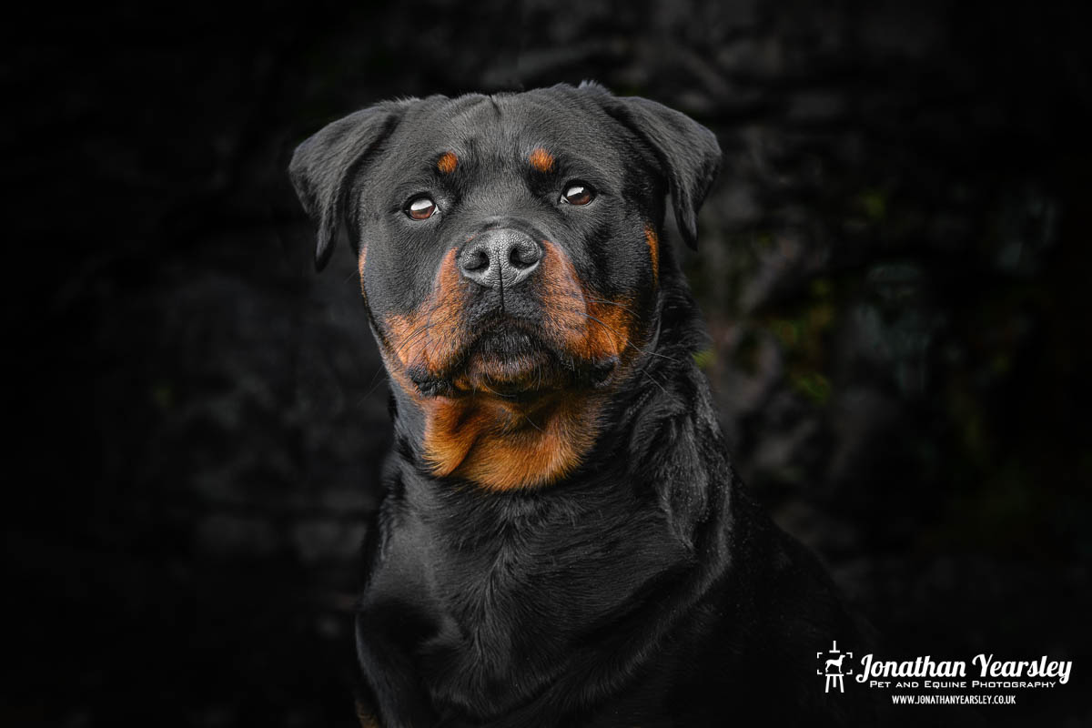 A black and tan rottweiler dog is looking at the camera.
