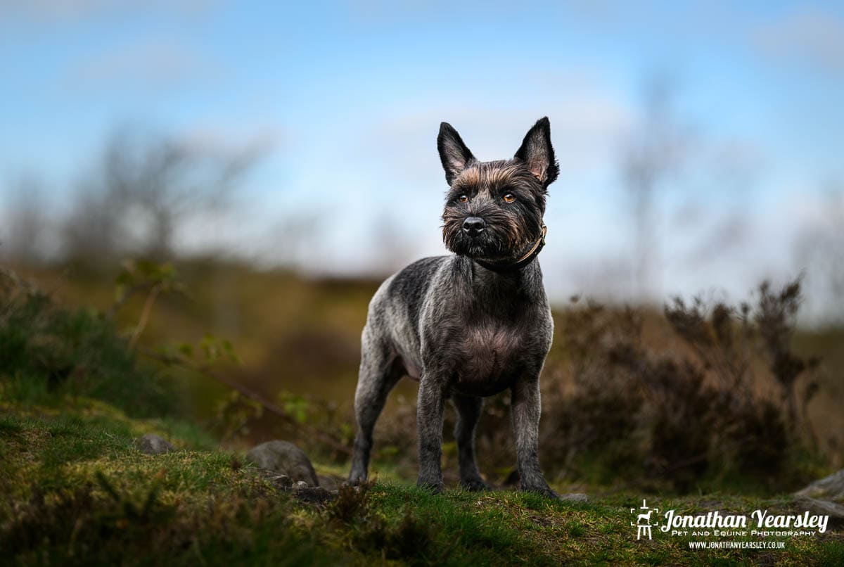 A grey Cairn Terrier dog standing on a grassy hill.