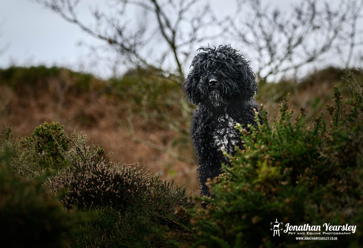 A Barbet dog sitting near gorse and heather in a North Wales country park
