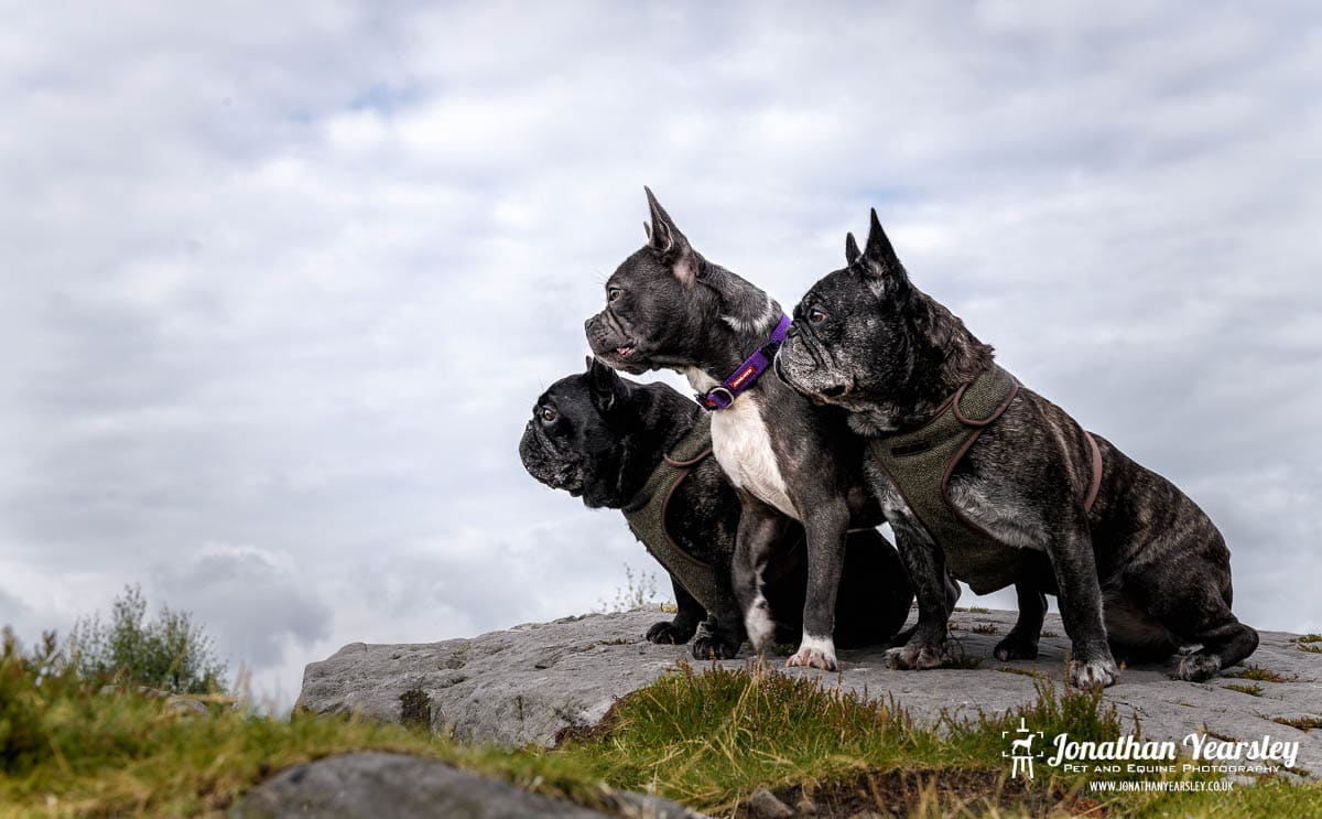 Three french bulldogs sitting on top of a rock in a country park with moody blue skies behind them.