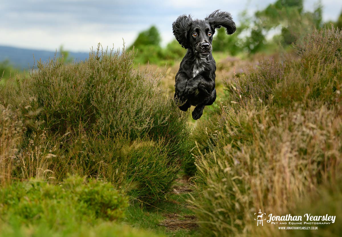 A black Working Cocker Spaniel dog running and jumping through tall grass. in a North Wales Country Park