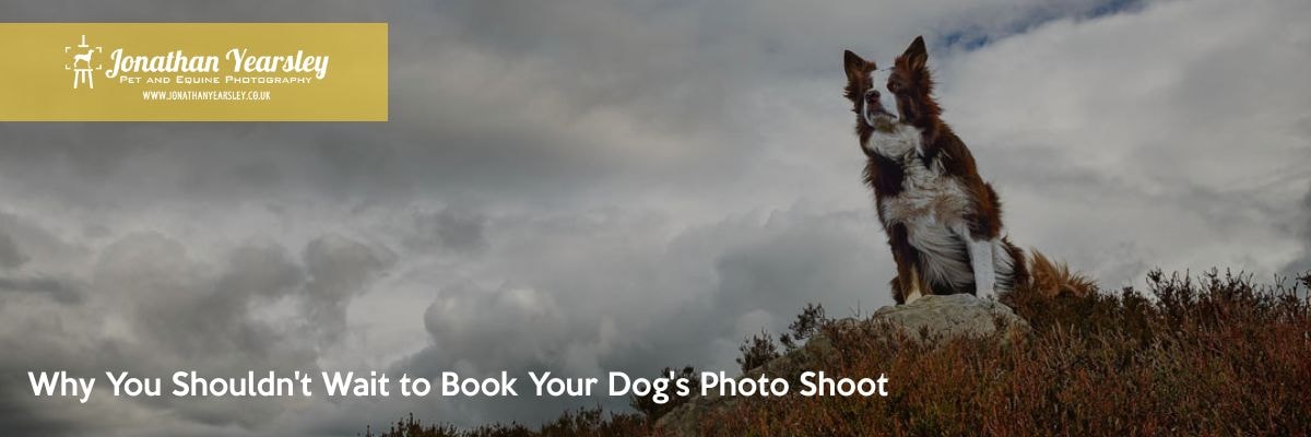 Why you shouldn't want to book your dog's photo shoot.