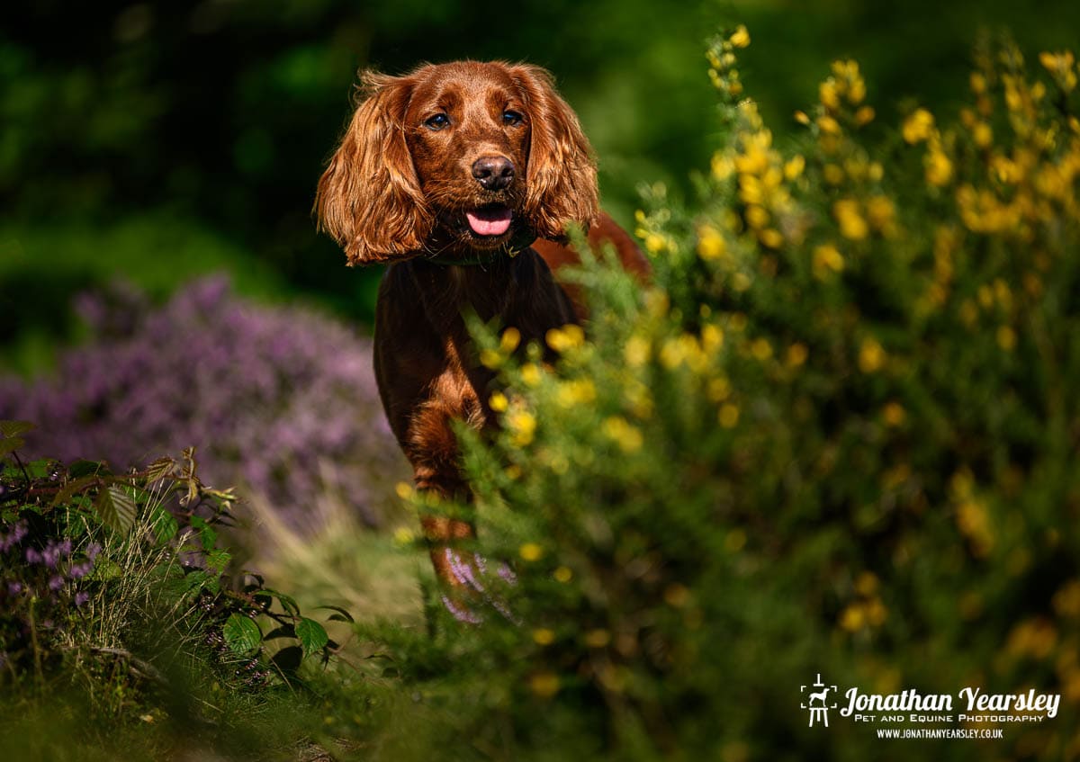 Red Cockapoo in amongst the gorse on a welsh mountain