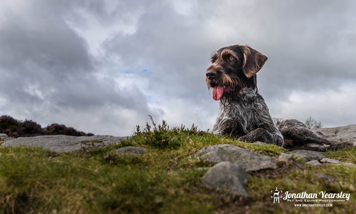 A german shorthaired pointer laying on a grassy hill.