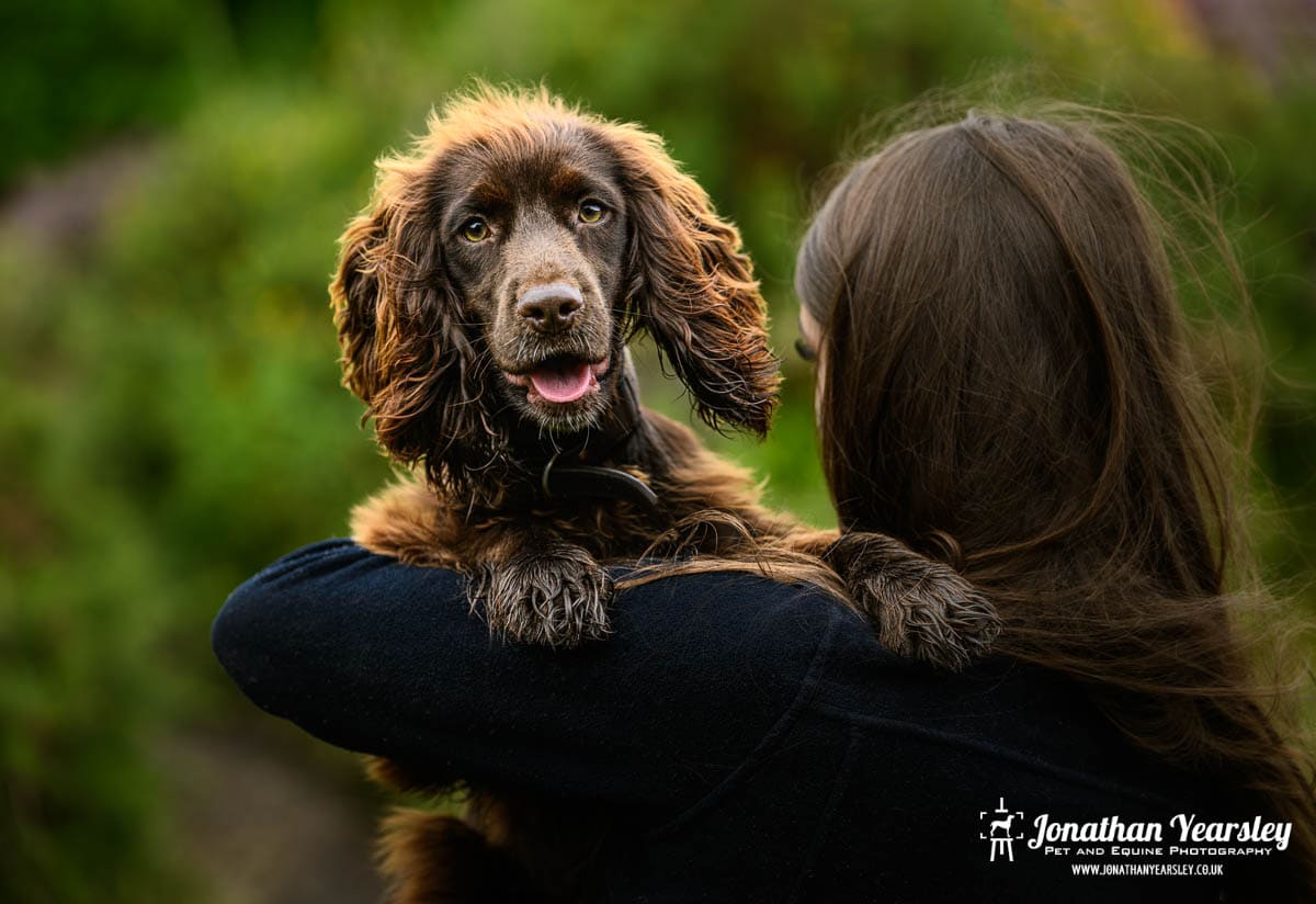 A woman is holding a brown working cocker spaniel puppy in her arms.