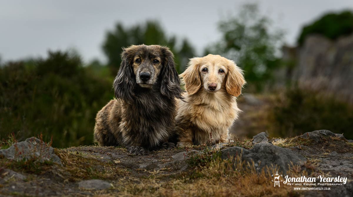 Two long haired dachshund dogs sitting on top of a rocky hill.