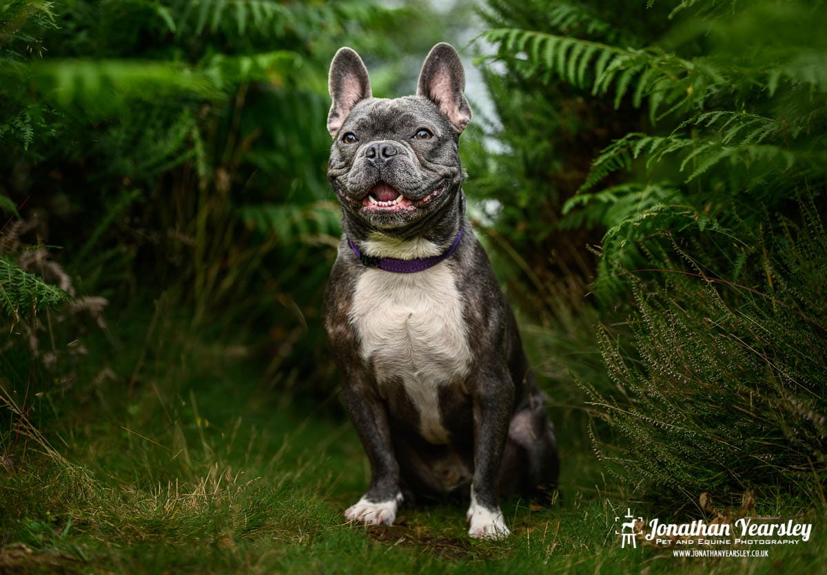 A black and white french bulldog sitting in the grass.
