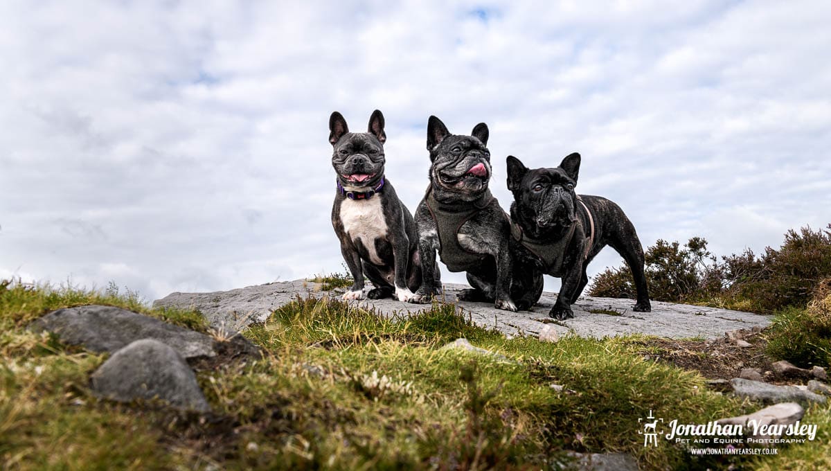 Three French bulldogs standing on top of a rock.