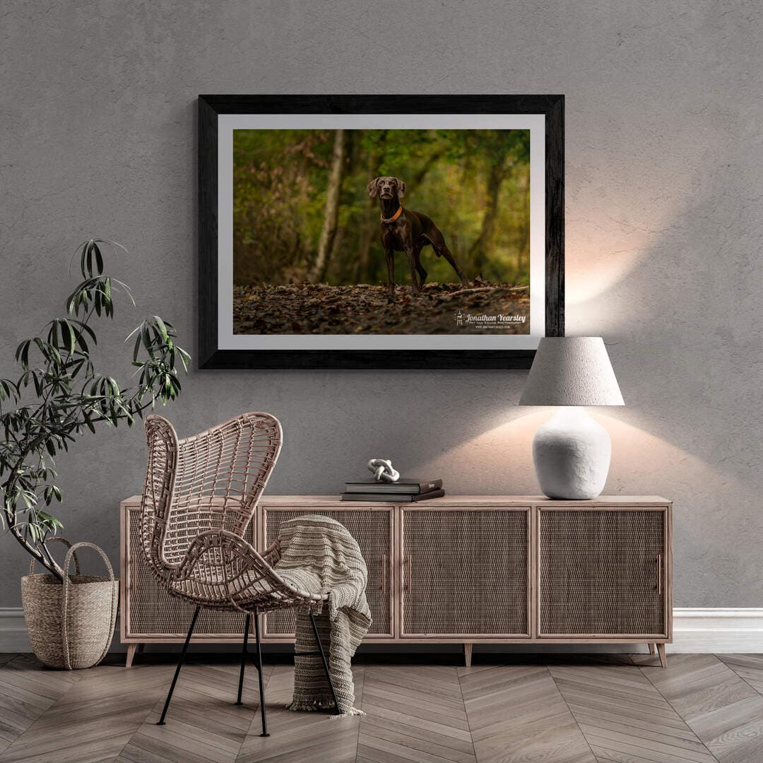 A framed picture of a pointer breed of dog in the woods.