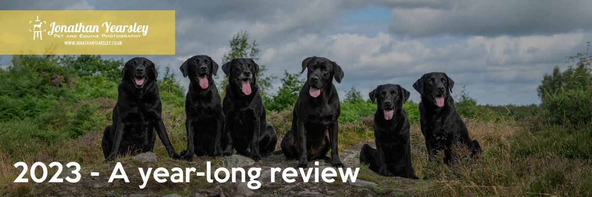 A group of Labrador dogs sitting on a hill with the words 2023 - a year long review.